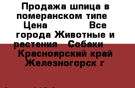 Продажа шпица в померанском типе › Цена ­ 20 000 - Все города Животные и растения » Собаки   . Красноярский край,Железногорск г.